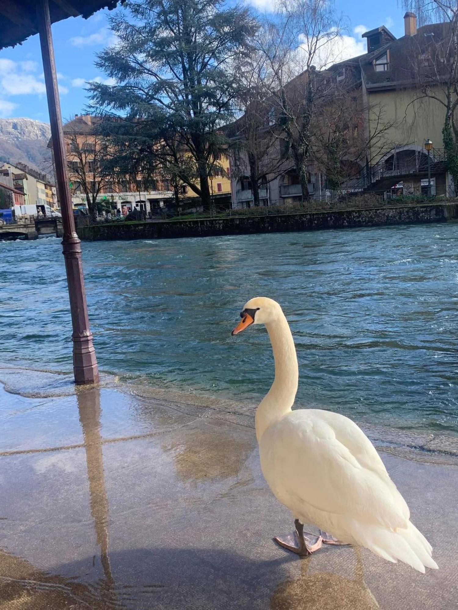 La Petite Venise Des Alpes, Ultra Centre 1 A 5 Pers Lägenhet Annecy Exteriör bild